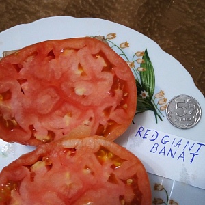  "Red giant banat" (10 ).