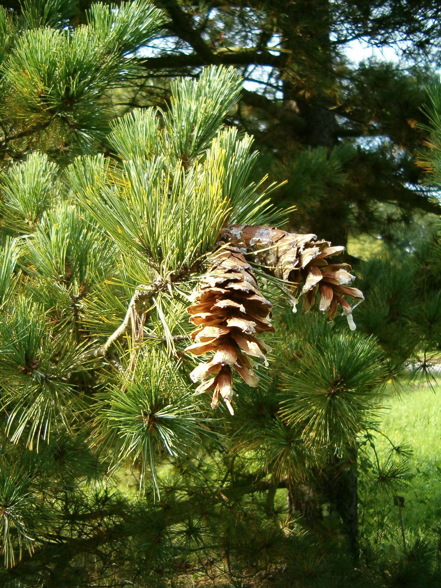 Купить хвойные спб. Сосна Балканская румелийская. Pinus peuce. Сосна Pinus peuce. Сосна румелийская / Македонская / Балканская.