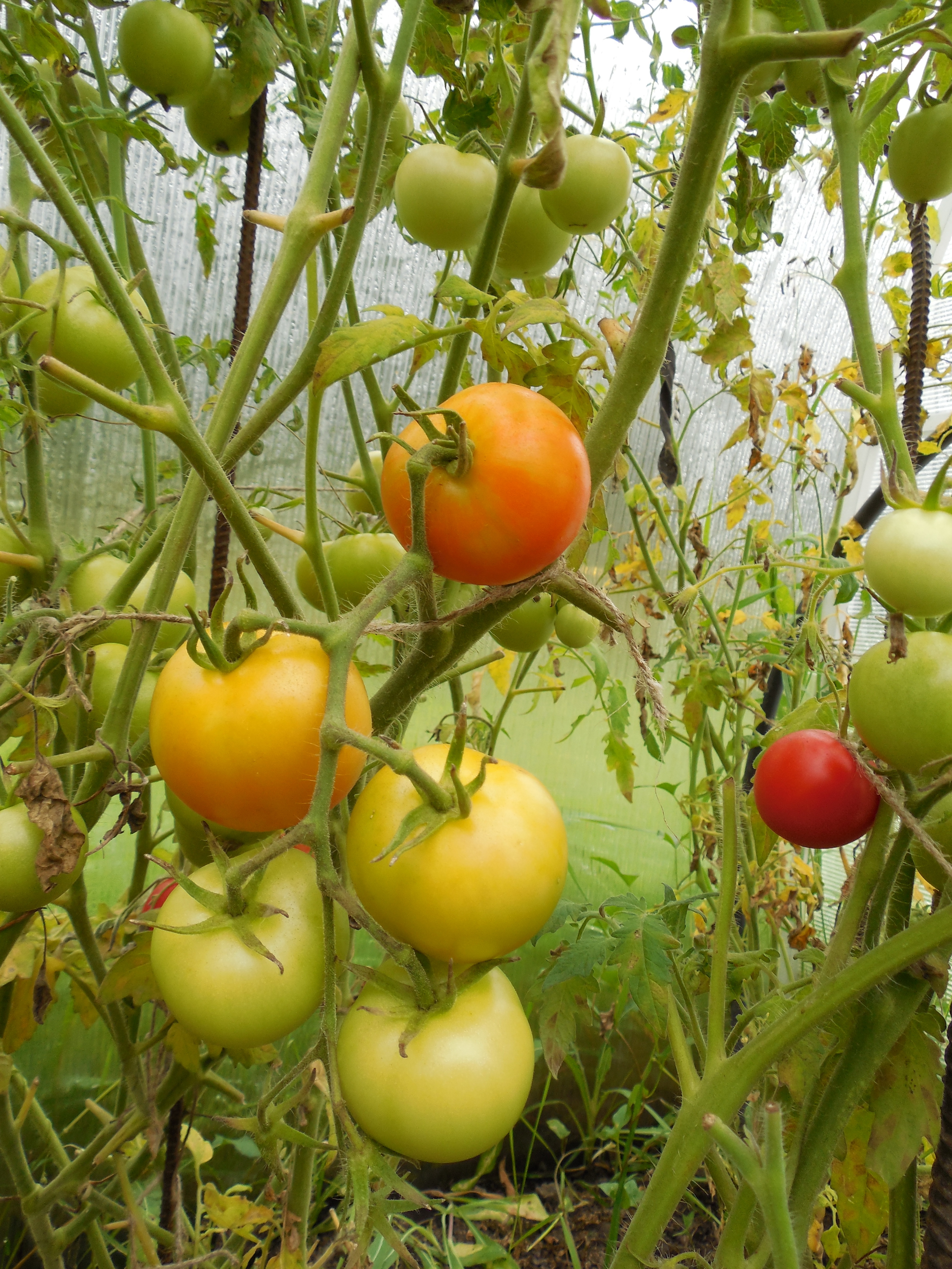 Толстой семена томат. Американские томаты. Кистевые сорта томатов. Кистевые сорта томатов для теплиц. Томаты редкие и экзотические сорта.