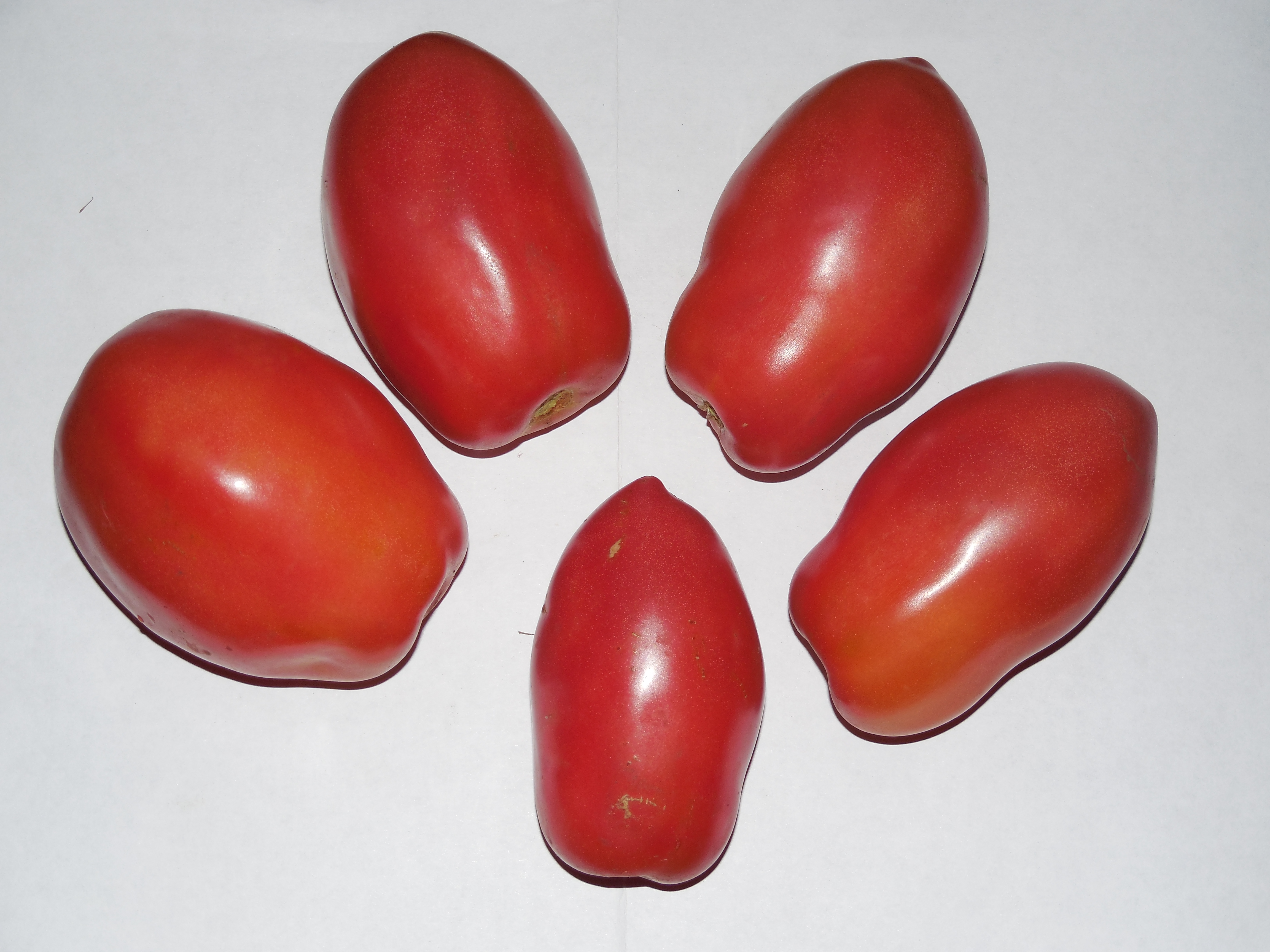 Томат удлиненный. Помидоры сорта продолговатой формы Казанова. Семена томат «Капия», 10 семян. Помидоры удлиненной формы. Томат продолговатый.