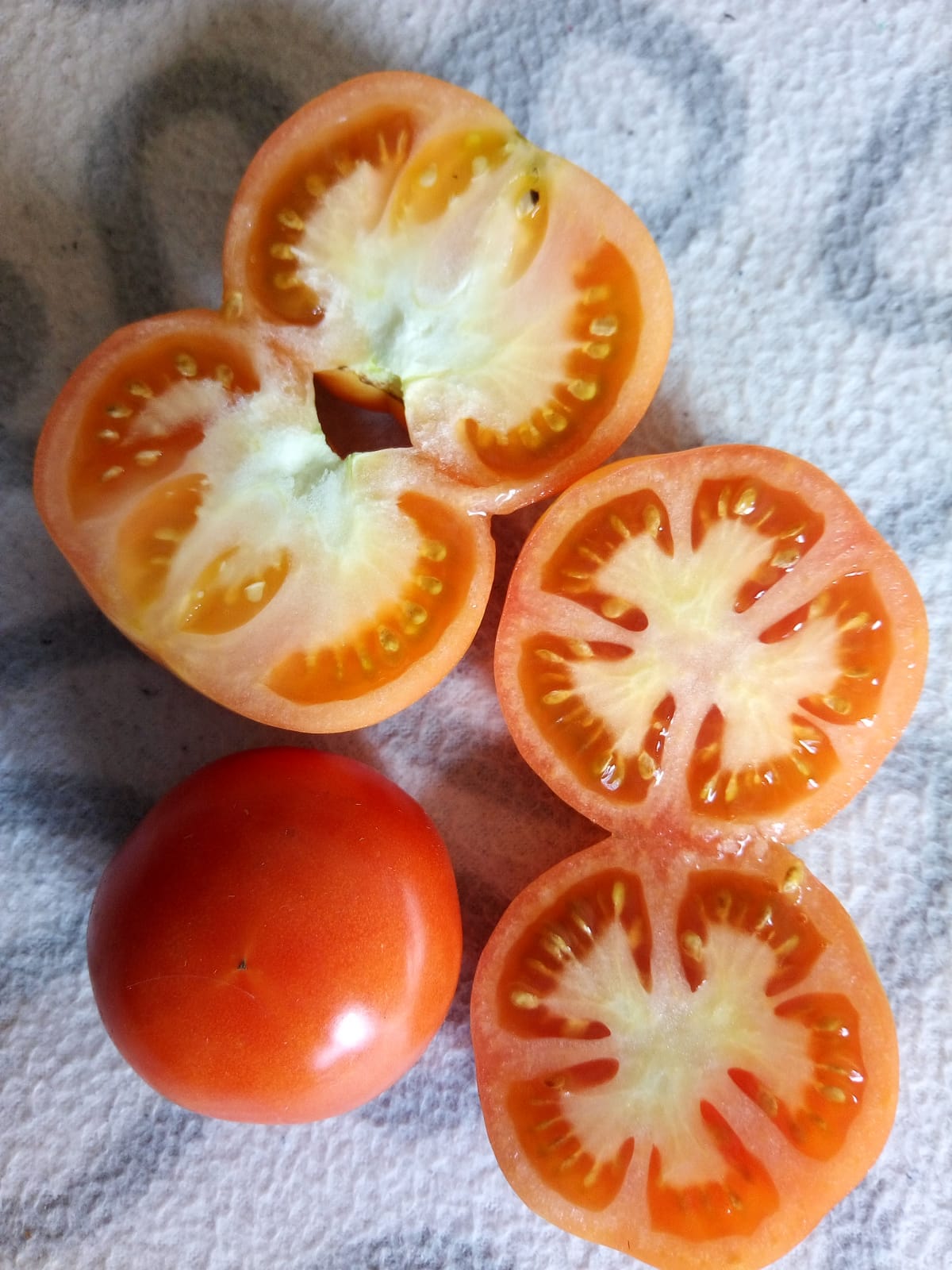 Томат Аляска. Семена томат Аляска. Редкие томаты. Семена подоконных помидор Аляска. Томат аляска описание
