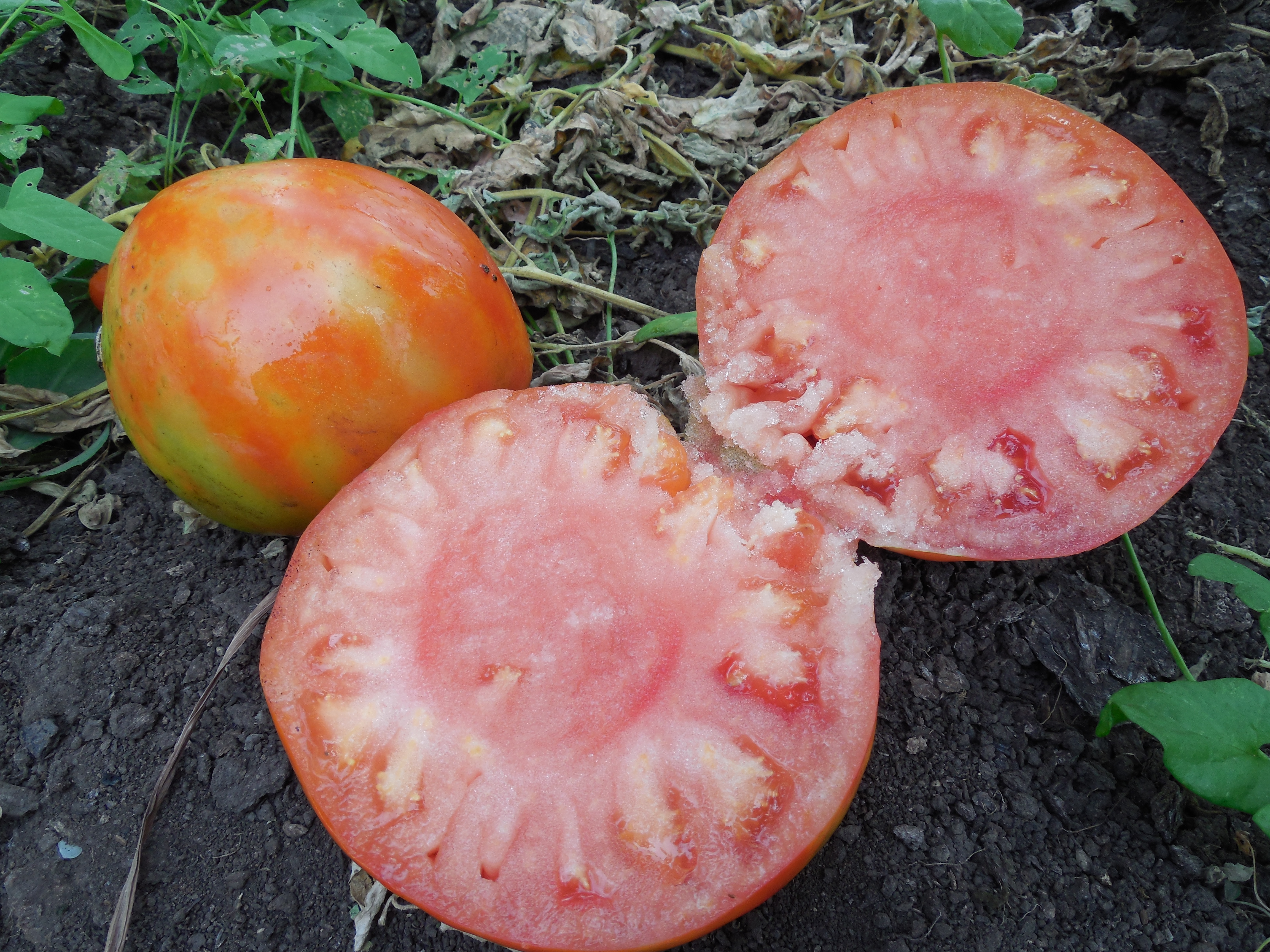 Урожайность томата чудо земли. Помидоры чудо сада. Сорт помидоры чудо сада. Сорт томата чудо земли Сиб сад. Помидоры чудо рынка.