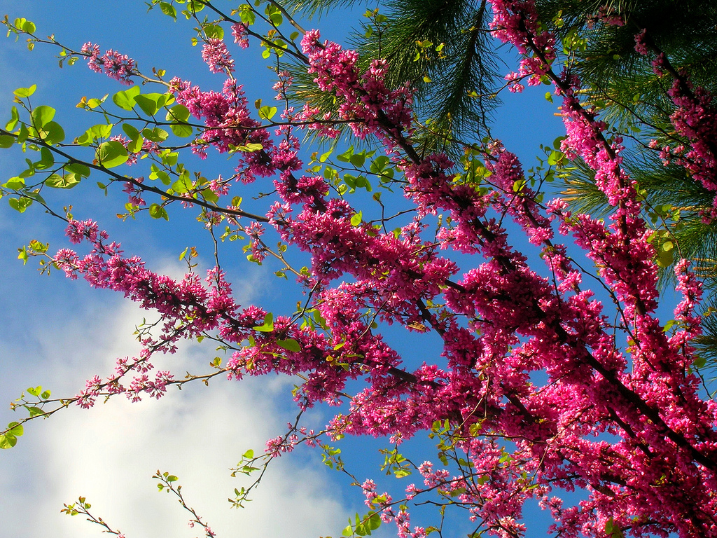 Что цветет в крыму розовым цветом. Церцис Иудино дерево. Церцис Европейский Иудино дерево. Багряник Иудино дерево. Церцис канадский.