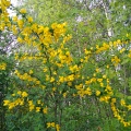 Акация желтая, карагана древовидная (около 200 семян)
