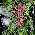 Кипарис гималайский (50 семян).