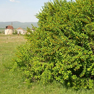 Барбарис обыкновенный (около 200 семян).