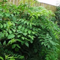 Аралия маньчжурская, высокая (около 100 семян в ягодах).