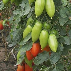 Томат "Ниагара" (10 семян).