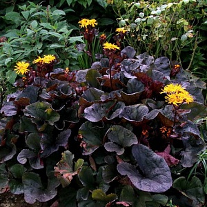 Бузульник "Dark Beauty" (около 100 семян).