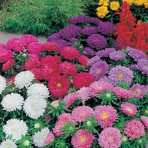 Астра китайская "Цветной ковер"-микс 3 цветов (около 200 семян).
