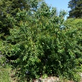 Аристотелия чилийская (50 семян).
