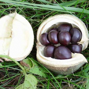 Чекалкин орех (10 семян).