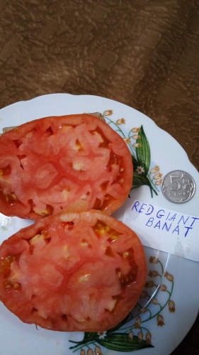  "Red giant banat" (10 ).