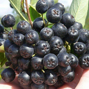 Арония черноплодная, черноплодка (около 100 семян).
