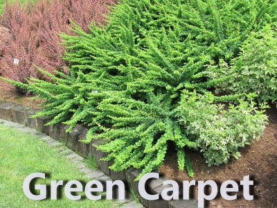   Green Carpet (50 ).