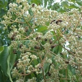 Эводия рутоплодная (50 семян).